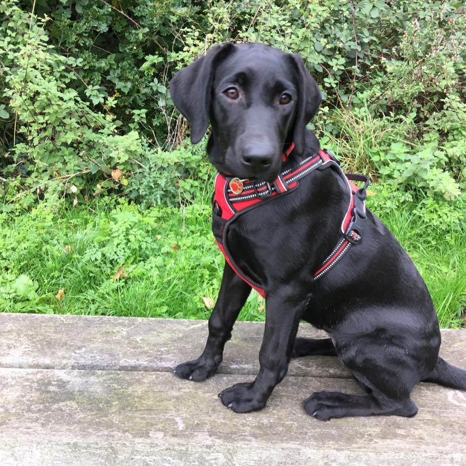 Dog Training Classes