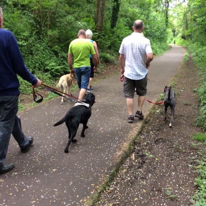 Dog socialisation walks