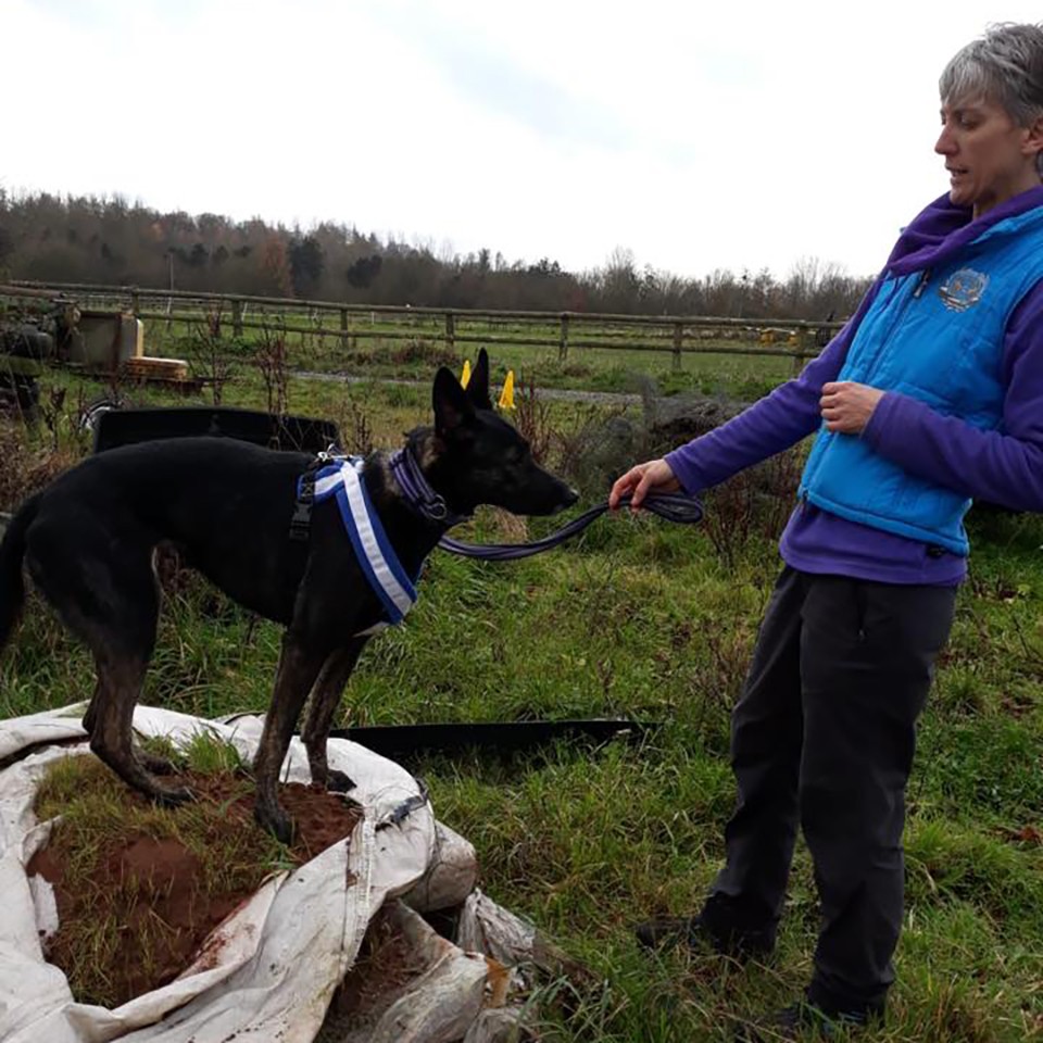 One-to-one Dog Training