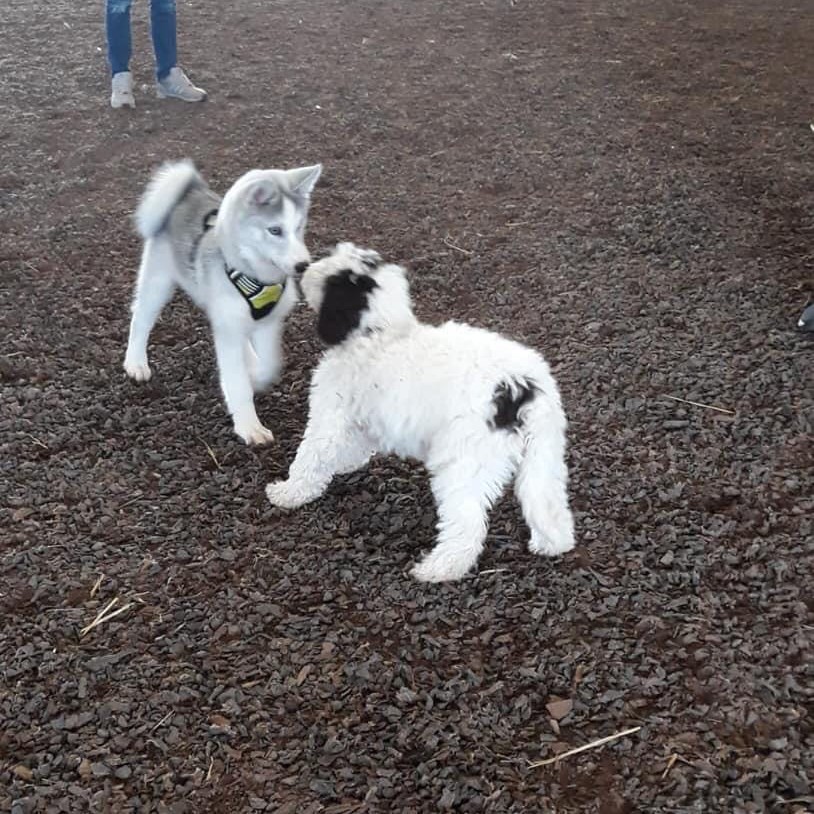 Monthly puppy foundation workshop