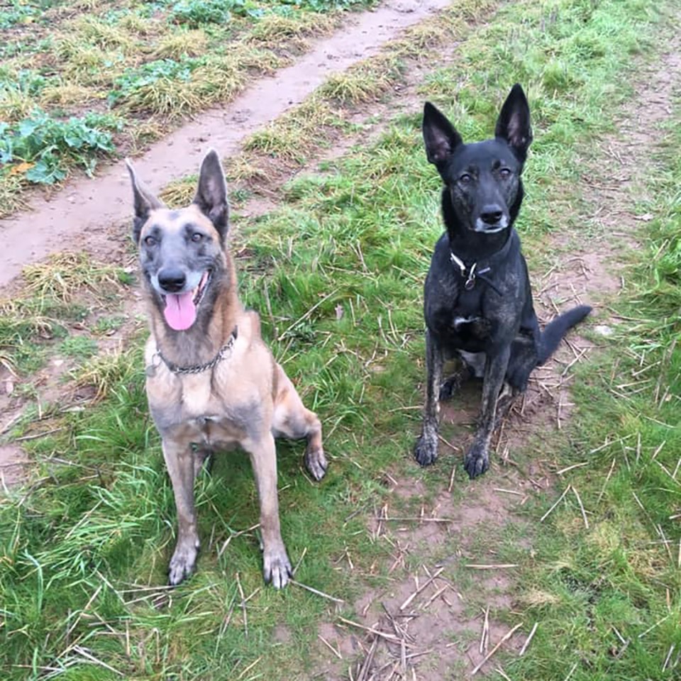 Dog Socialisation Walks